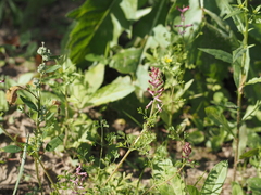 Fumaria officinalis, photograph author not stated, no rights reserved