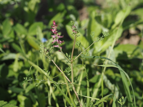 Fumaria officinalis, photograph 1