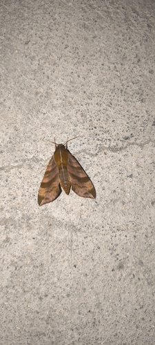 Ampelophaga rubiginosa
