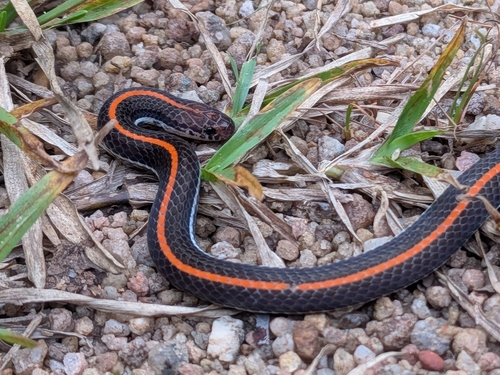 Calliophis intestinalis observed 2026-09-19