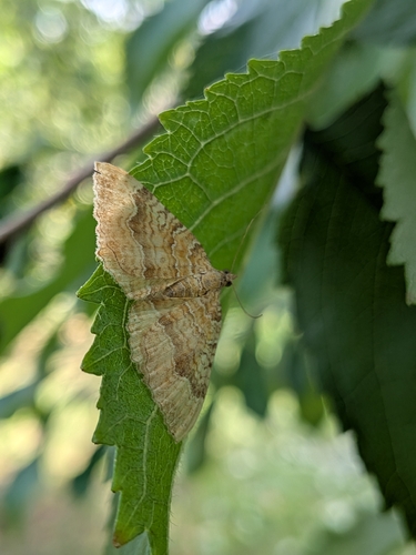 Yellow Shell Moth