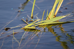 Pseudagrion coeleste