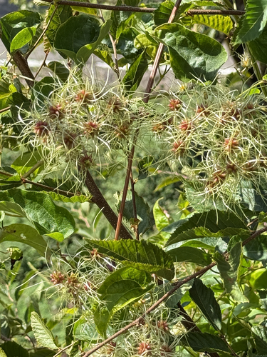 Old man's beard