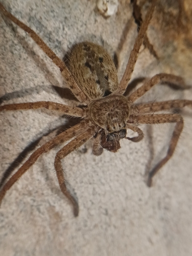Mountain Huntsman