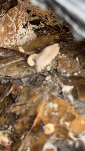 splitgill mushroom