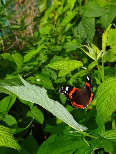 Red Admiral