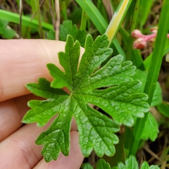 Sidalcea malviflora patula