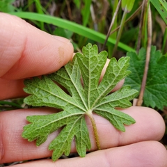 Sidalcea malviflora patula