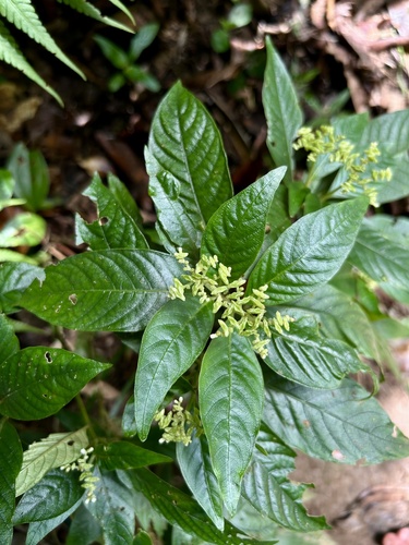 Ophiorrhiza kuroiwae observed 2026-09-19