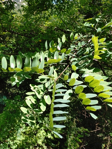 black locust
