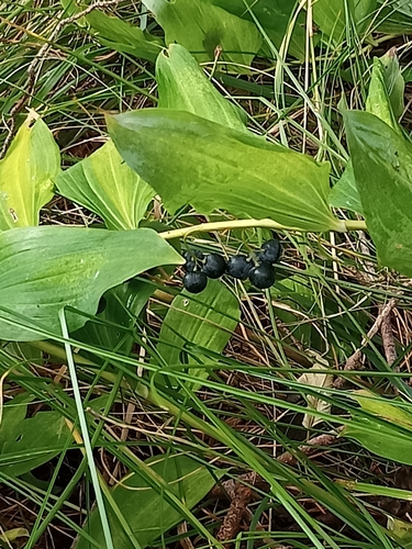 Solomon's-seal