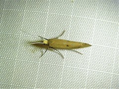 Ypsolopha unicipunctella