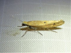 Ypsolopha unicipunctella