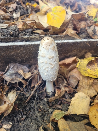 Shaggy Mane