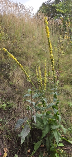 Dark Mullein
