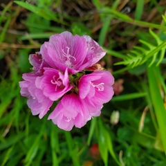 Sidalcea malviflora patula