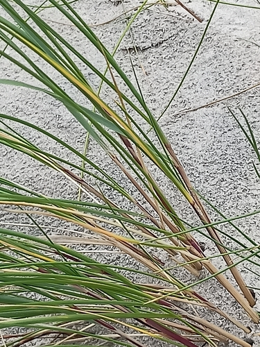 European marram grass
