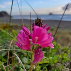 Sidalcea malviflora patula