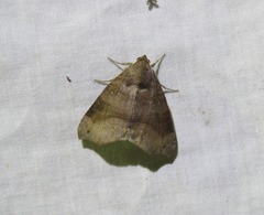 Bastilla hamatilis