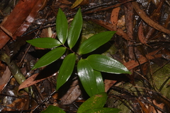 Drymophila moorei