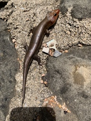 Plestiodon laticeps