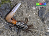 Ring-legged Fiddler Crab - Photo (c) Ria Tan, some rights reserved (CC BY-NC-ND)