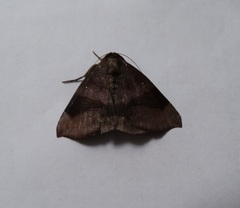Bastilla hamatilis