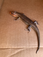 Plestiodon laticeps