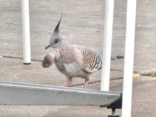 Common Crested Pigeon