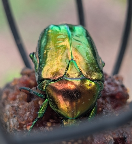 Big Rose-chafer