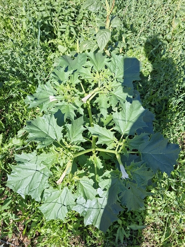 jimsonweed