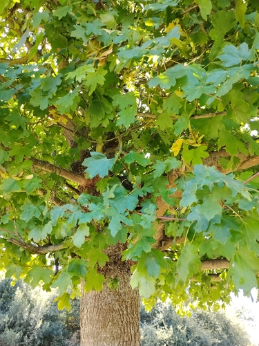 field maple