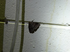 Bastilla hamatilis