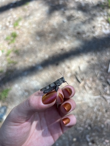 Blue-winged Grasshopper