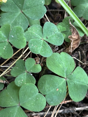 Наблюдение на iNaturalist
