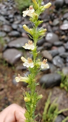 Penstemon deustus suffrutescens