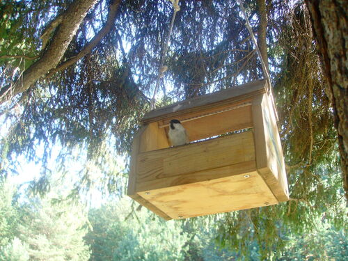 Willow Tit