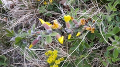 Chamaecytisus hirsutus