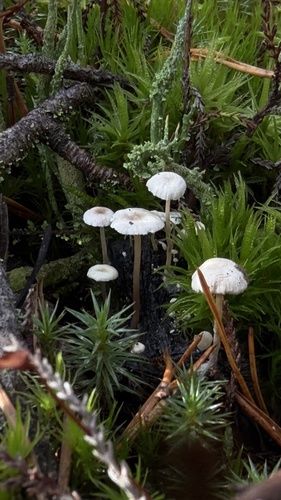 Collybia cirrhata, 2026-09-19