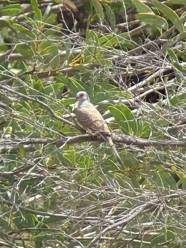 Diamond Dove