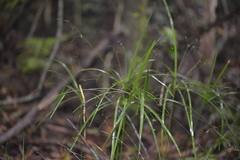 Cyperus filipes