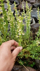 Penstemon deustus suffrutescens