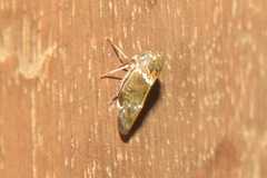 Idioscopus nitidulus