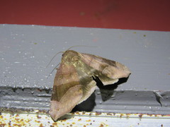 Bastilla hamatilis