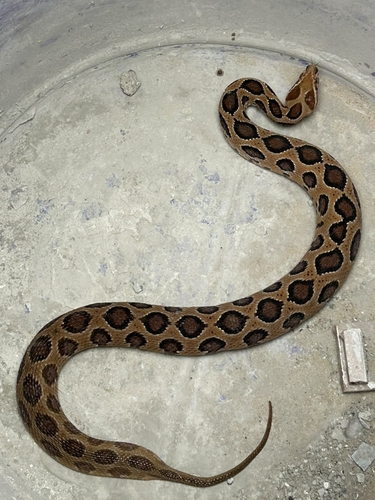 Russell's Viper