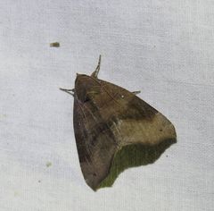 Bastilla hamatilis
