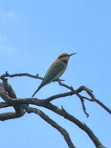 Rainbow Bee-eater
