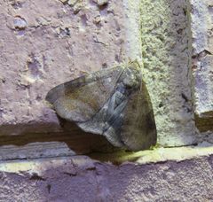 Bastilla hamatilis