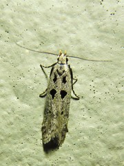 Deltophora sella