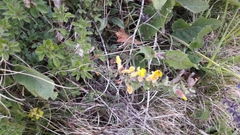 Chamaecytisus hirsutus